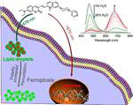 A Polarity-Sensitive Ratiometric Fluorescence Probe for Monitoring Changes in Lipid Droplets and Nucleus during Ferroptosis