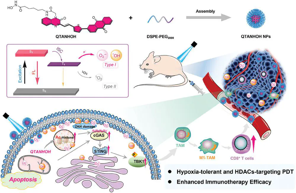 QTANHOH and DSPE-PEG form nanoparticles above a mouse-tumor diagram. Insets connect type I/II reactive oxygen pathways with DNA damage, cGAS–STING signaling, macrophages and CD8-positive T cells.
