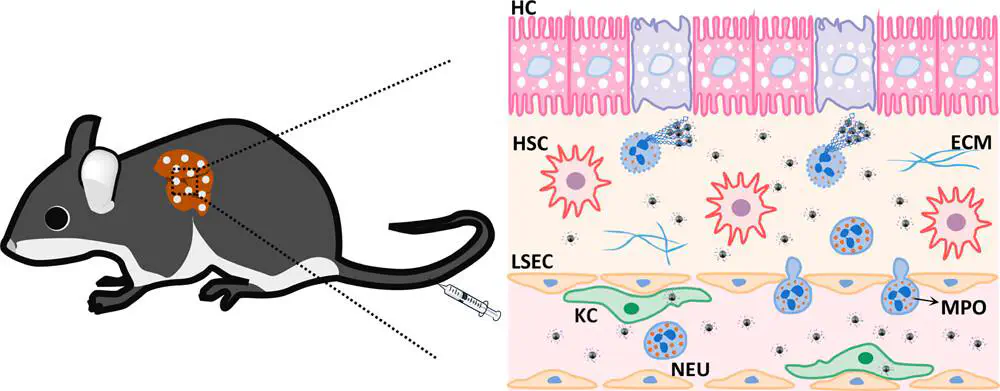 A mouse liver is enlarged into a tissue schematic with labeled liver cells, neutrophils, extracellular matrix and myeloperoxidase (MPO). Dispersed nanoparticles and clusters appear across the tissue.