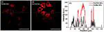 Decoration of porphyrin with tetraphenylethene: converting a fluorophore with aggregation-caused quenching to aggregation-induced emission enhancement