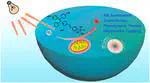 All-in-One Molecular Aggregation-Induced Emission Theranostics: Fluorescence Image Guided and Mitochondria Targeted Chemo- and Photodynamic Cancer Cell Ablation