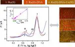 DNA oxidation mediated by [Ru(bpy)2tatp]2+ upon incorporation of [Co(phen)3]3+